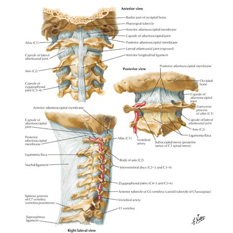 Where Is The Occipital