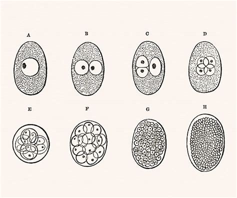 Zygote Drawing Illustrations Royalty Free Vector Graphics And Clip Art