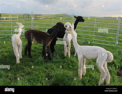 Alpacas Immediately After Shearing Stock Photo Alamy