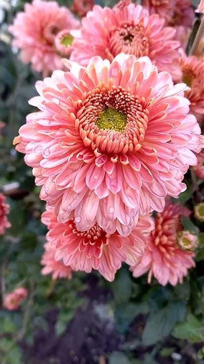 Маргарет Салмон корейская кустовая хризантема - YouTube