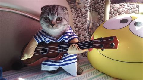 Котик Maxx | Пикабу