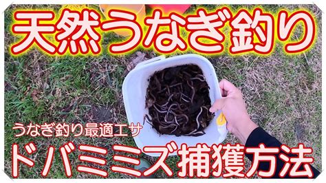 うなぎ釣りの最適エサ ドバミミズ捕獲方法（天然うなぎ） Youtube