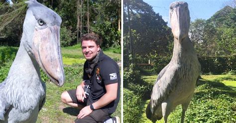 Video Man Reunites With ‘dinosaur Looking Shoebill Stork He First