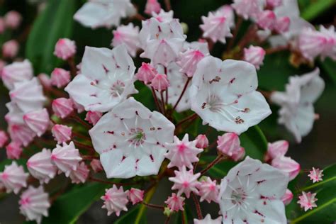 36 Mountain Laurel Facts And Care Tips Green Packs