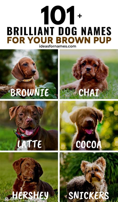 101+ Brilliant Dog Names For Your Brown Pup | Dog names, Cute names for ...