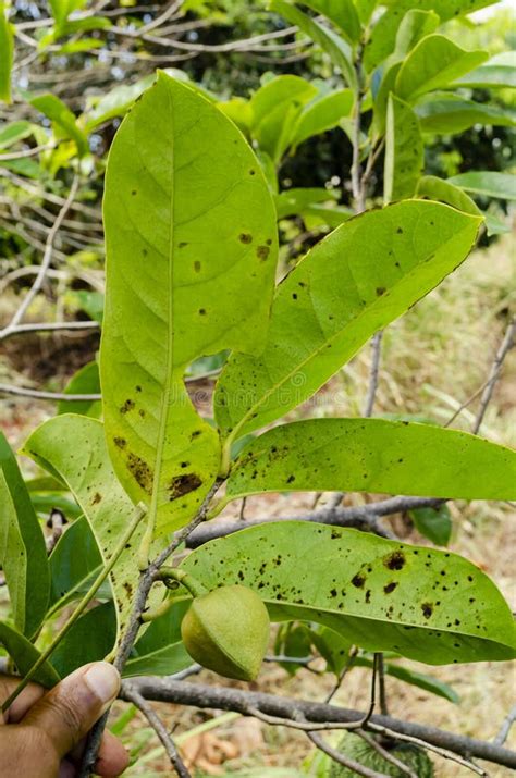 Spotted Mountain Soursop Leaves Stock Photo Image Of Agriculture