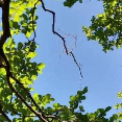 Paraguaya Le Rompen El Orto Free Amateur Porn Bc XHamster