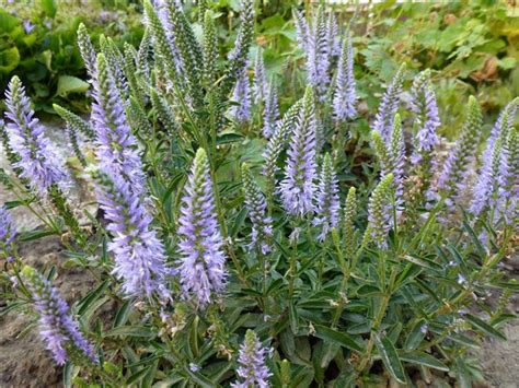 Veronica spicata Blauteppich - Vrtno cvijeće - Slika 60633