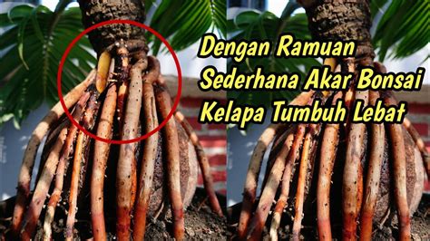 Cara Cepat Menumbuhkan Akar Baru Bonsai Kelapa Dengan Mudah Akar