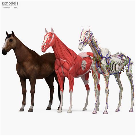 Complete Horse Anatomy 3D модель - Скачать Млекопитающие на 3DModels.org
