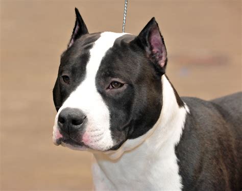 American Staffordshire Terrier Puppies Rescue Pictures Information