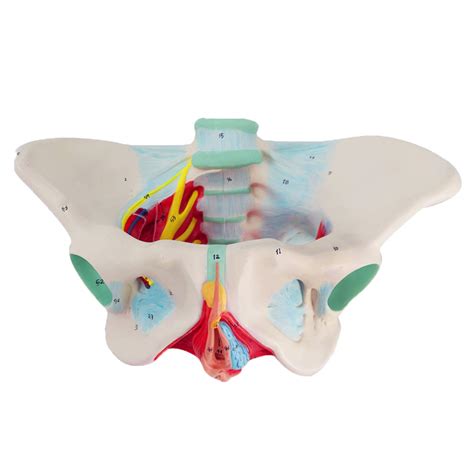 Wehq Medical Anatomical Female Pelvis Model Female Pelvic Girdle Pelvic