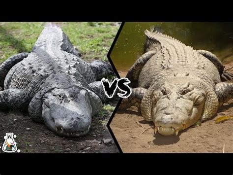 ALLIGATOR VS CROCODILE - Which is More Powerful? - YouTube