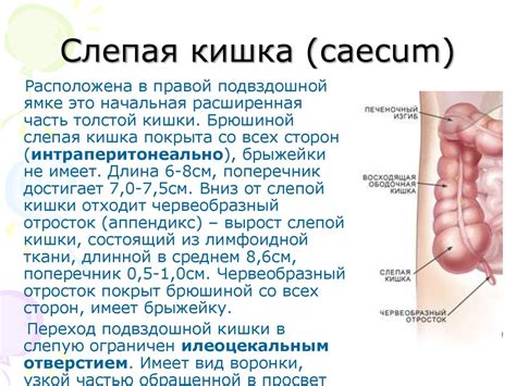 Тонкая кишка. Длина тонкой кишки у человека - презентация онлайн