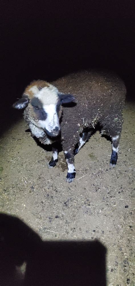 6 Month Old Lamb With Weak Front Legs Homesteading Forum