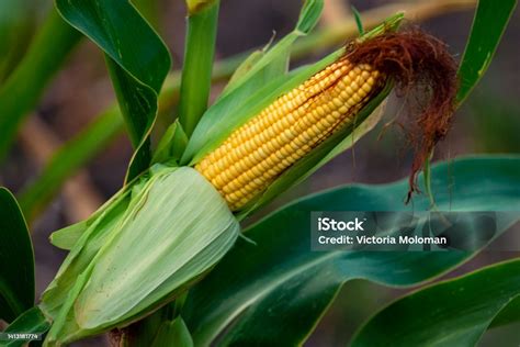 Gambaran Fokus Selektif Tongkol Jagung Di Lahan Jagung Organik Jagung