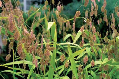 Native Grasses - FineGardening