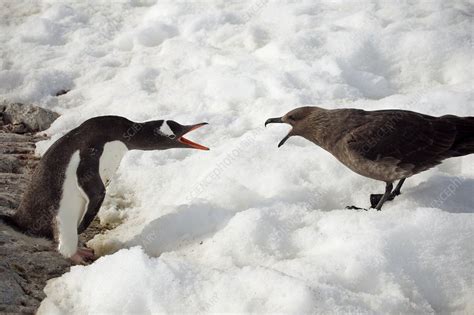 Gentoo penguin and skua - Stock Image - C011/0550 - Science Photo Library