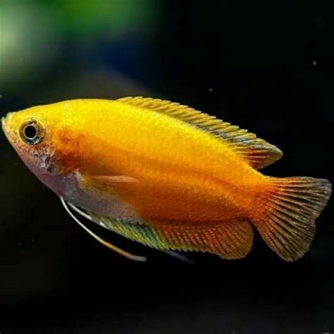 Jual Ikan Sepat Madu Ikan Sepat Gold Ikan Fish Yellow Kuning Emas