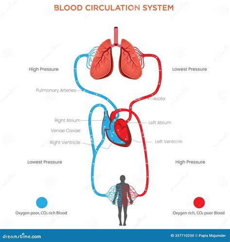Understanding the Blood Circulation System Heart, Arteries, Veins, and