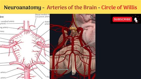 Neuroanatomy Blood Supply Of The Brain Arteries Of The Brain