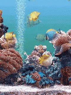 Aquarium GIF - Aquarium - Discover & Share GIFs