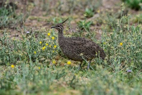 Elegante Crested Tinamou Eudromia Elegans Entorno De Pastizales