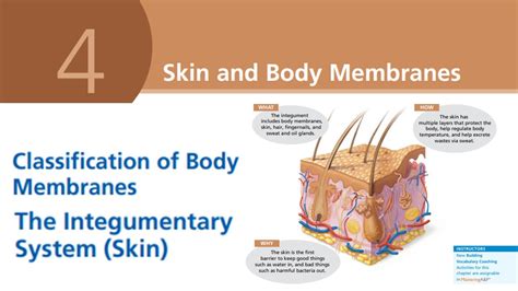 Lesson 7 Skin And Body Membrane The Integumentary System Skin