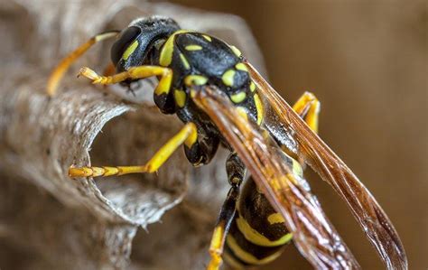 Blog Salt Lake City Homeowners Paper Wasp Guide