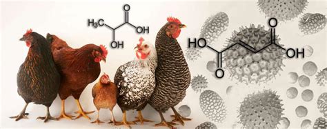 Кормовые добавки: муравьиная, пропионовая, фумаровая и молочная кислоты ...