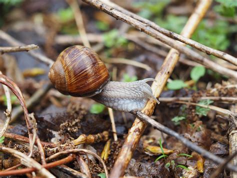 Ffh Richtlinie Und Natura Stiftung Naturschutz Berlin