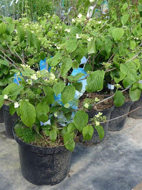 Калина складчатая (Viburnum plicatum)