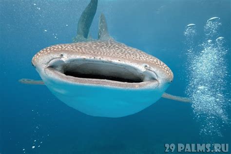 Самая маленькая акула в мире - 63 фото
