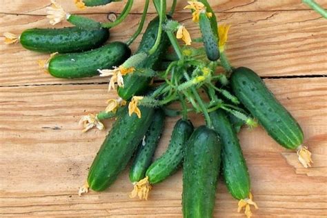 Огурец Кустовой: описание и характеристики сорта, правила посадки и ...