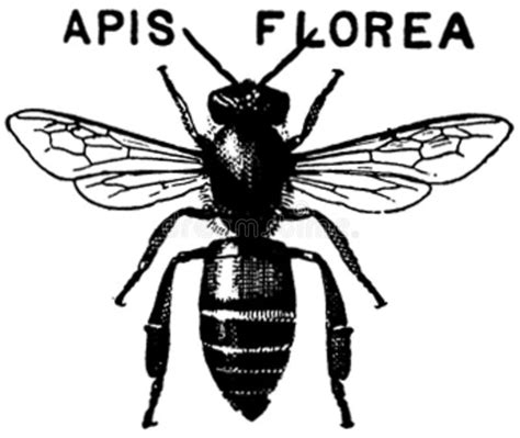 apis florea oa picture image