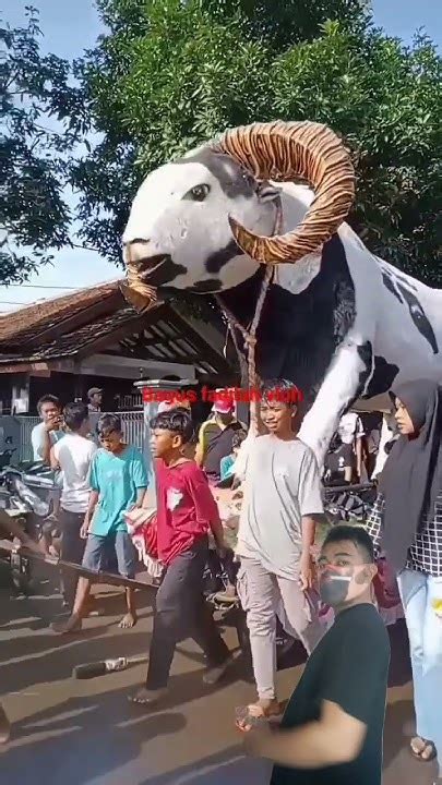 sapi arakarak arakarakankarnaval youtube