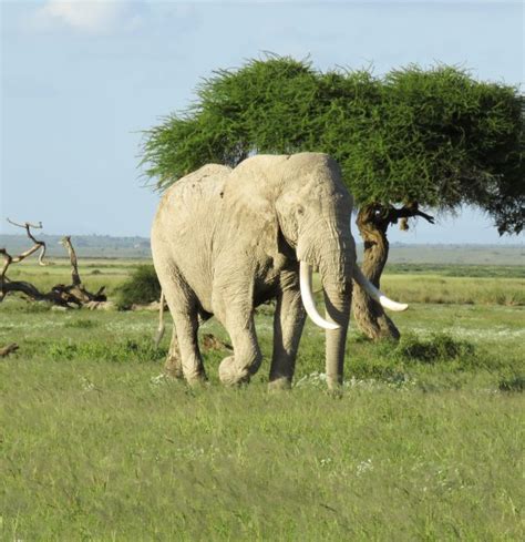 4 Days 3 Nights Discover Savannah Secrets Luxury safari