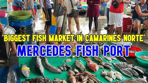 mercedes fish port  camarines norte biggest seafood market  bicol