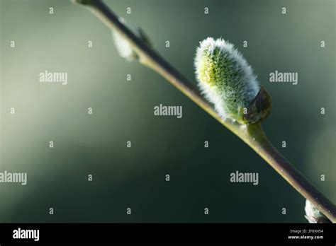 Beautiful Pussy Willow Buds Flowers And Branches Seasonal Forest Blooming Spring Vegetation