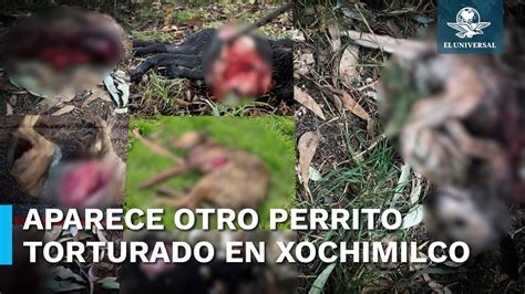 Asesino Serial” De Perros Cobra Su Víctima 23 En El Bosque De