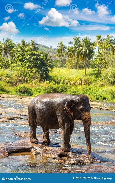 Elephant in Sri Lanka stock image. Image of minneriya - 258729325