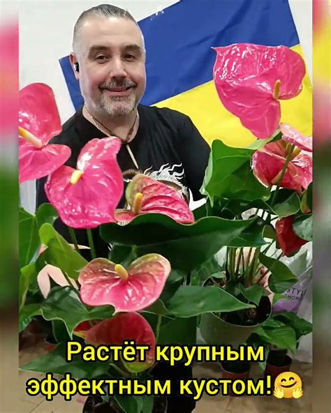 Королевский Антуриум Андрэ Колорадо 450 гривен! Бронь в вайбер ...