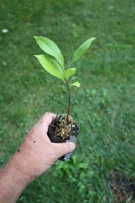 Black cherry starter tree (prunus serotina) - Blazing Star Butterfly Garden