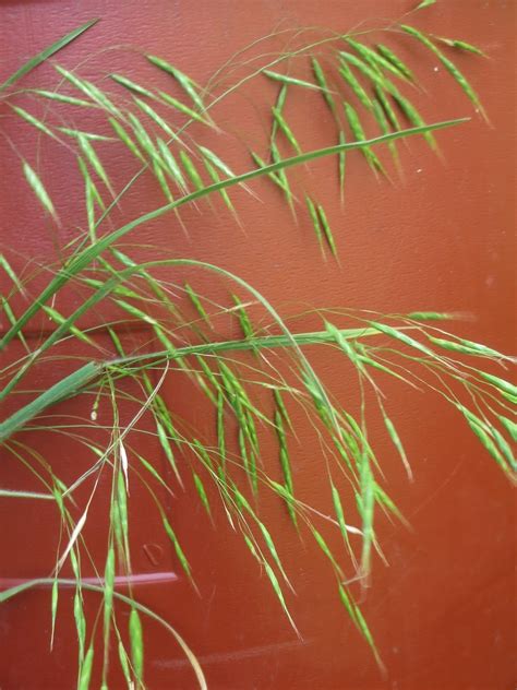 Tropical Texana: NATIVE ORNAMENTAL GRASSES FOR SOUTHERN GARDENS