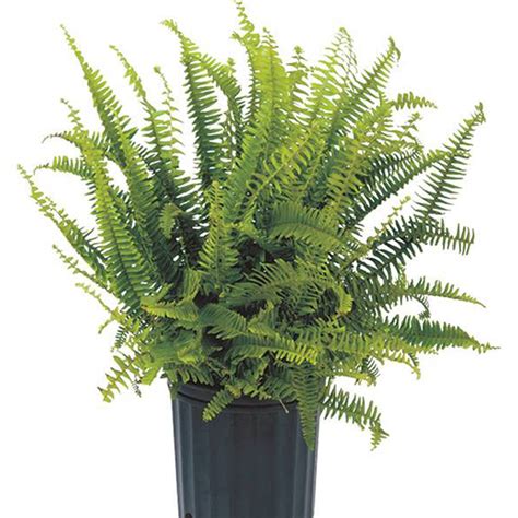 Kimberly Queen Fern – Jardineries Botanix