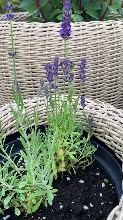 Лаванда цветёт. Лаванда в Подмосковье. Зимостойкая лаванда #garden ...
