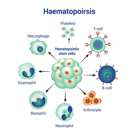 Blood cells are formed during hematopoiesis hematological components