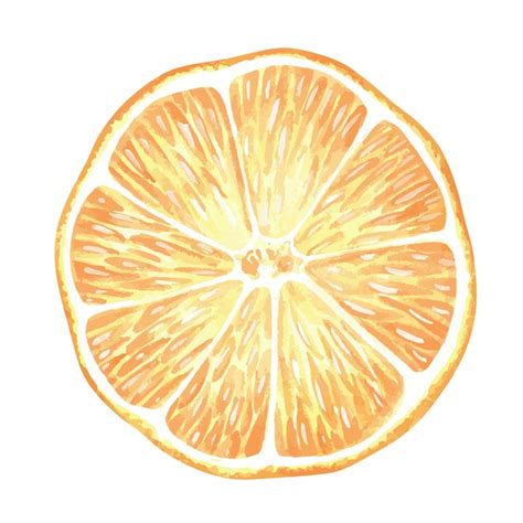 Premium Vector Round Slice Of Lemon Citrus Orange Mandarin Watercolor