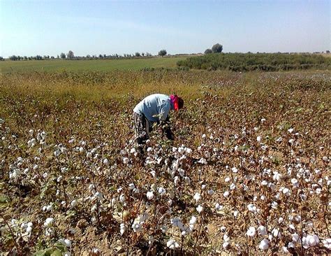 Rebranding Uzbek cotton: An opportunity for lasting reform - The ...