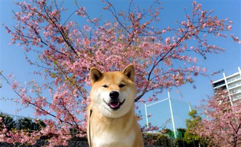 Shiba Inu Desktop Widescreen Wallpaper 79392 Baltana